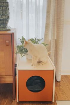 a white cat sitting on top of an orange box next to a potted plant