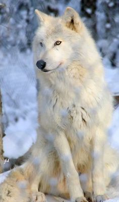 a white wolf standing next to a tree in the snow