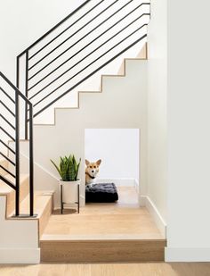 a dog is sitting on a bed under the stairs in this modern house with white walls and wood flooring