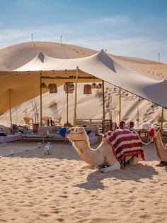 two camels are sitting in the sand near tents