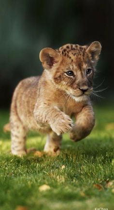 a small lion cub running across a lush green field