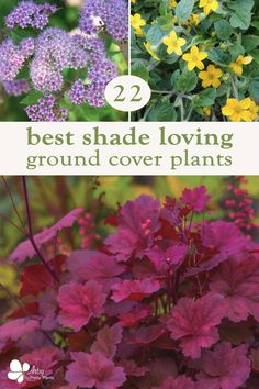 the best shade loving ground cover plants