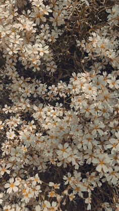 white flowers with yellow centers are growing in the grass and brown leaves on the ground