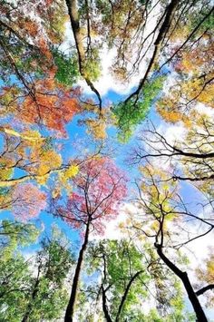 looking up at the tops of trees in autumn