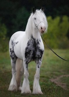 a white and black horse standing on top of a grass covered field with trees in the background