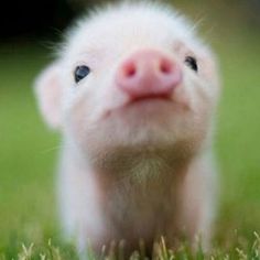 a small white pig sitting in the grass