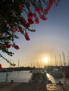 the sun is setting over some boats in the water and flowers are blooming on the dock