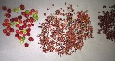 three pieces of red and green sprinkles on a white counter top next to each other