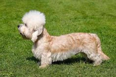 a small white dog standing on top of a lush green field