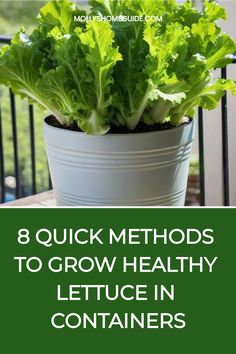 a potted plant with lettuce in it and the words, 8 quick method to grow healthy lettuce in containers