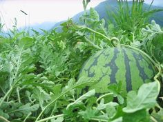 a large watermelon sitting in the middle of some green plants and grass with mountains in the background