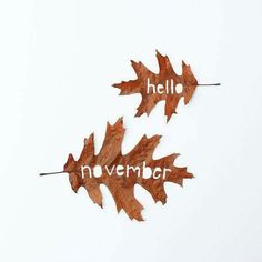 two autumn leaves with the words hello november written on them