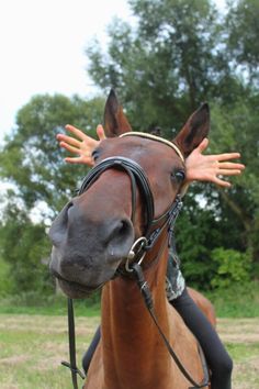 a horse with it's hands on the head and its face covered by a harness