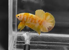 an orange and white fish in a tank with water on it's bottom side