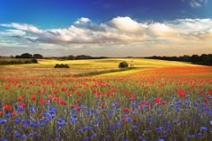 a field full of red and blue flowers under a cloudy sky