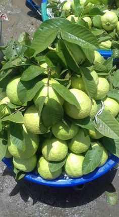 a blue bowl filled with lots of green fruit sitting on top of a cement ground