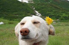 a white dog with its eyes closed and a yellow flower in it's mouth