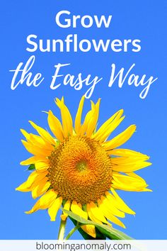 a sunflower with text overlay that reads grow sunflowers the easy way