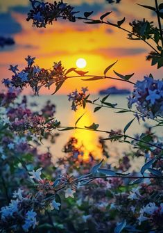 the sun is setting behind some purple flowers