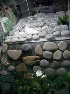 an image of rocks and plants in the water