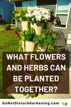 flowers and herbs can be planted together in the garden with text overlay that reads, what flowers and herbs can be planted together?