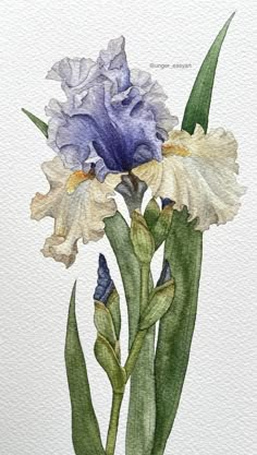 Iris Watercolor, Iris Art, Iris Painting, Blue Iris, Watercolor Flower Art, Watercolor Flowers Paintings, Botanical Painting, Botanical Watercolor, Botanical Drawings