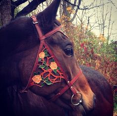 a brown horse wearing a red bridle with flowers on it