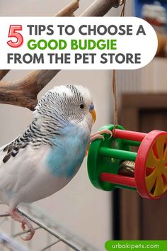 a bird that is sitting on top of a toy wheel with the words 5 tips to choose a good budgie from the pet store