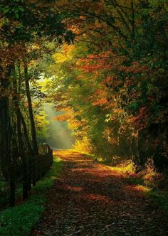 the sun shines through the trees and leaves on the path to the woods in autumn