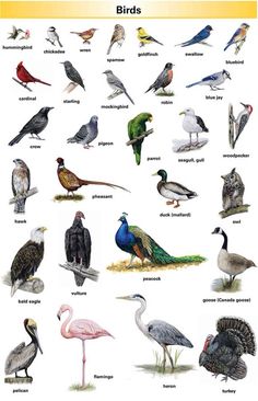 the birds are all different colors and sizes in this poster, which shows them on their own legs