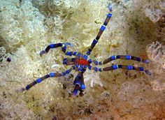 a blue and orange spider sitting on top of a coral