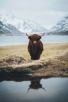 a brown bull standing on top of a grass covered field next to a body of water