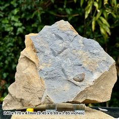 a rock with a shell on it sitting in front of some trees and bushes,