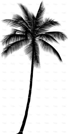 a black and white silhouette of a palm tree on a white background royalty - art illustration