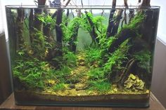 an aquarium filled with green plants and rocks