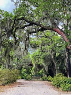 a dirt road surrounded by trees covered in spanish moss and hanging from the branches of live oaks