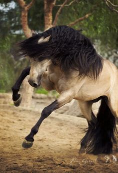 a black and white horse is galloping in the dirt with its front legs spread out