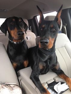 two black and brown dogs sitting in the back seat of a car with their heads turned