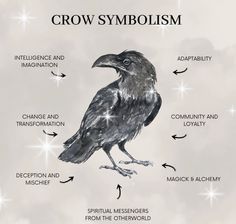 the crow is labeled in several different languages and features its own name, crown symbolism