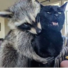 two raccoons are sitting on top of each other