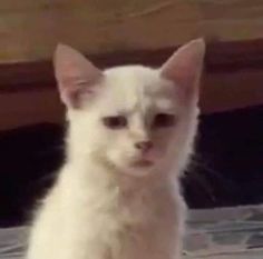 a white cat sitting on top of a tiled floor