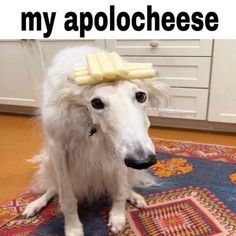 a white dog sitting on top of a rug wearing a yellow bow in its hair