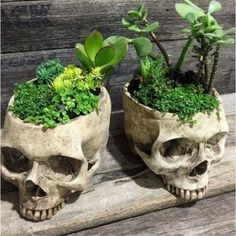 two skulls with plants in them sitting on a bench