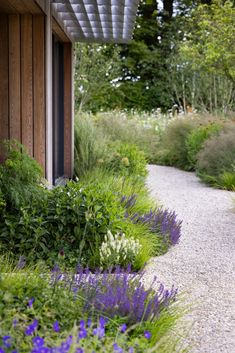 a garden with purple flowers and green plants