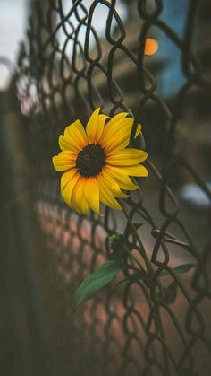 a yellow sunflower sitting on top of a metal fence