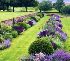 a lush green field filled with lots of purple flowers