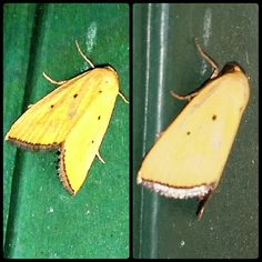 two pictures of a yellow moth on a green surface