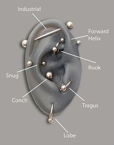 an ear is labeled with all the parts labelled in this diagram, including screws and studs