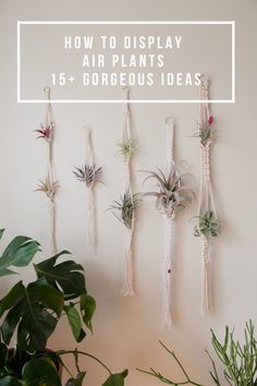 air plants hanging on the wall with text overlay that reads how to display air plants 15 + gorgeous ideas