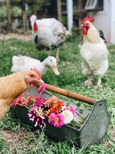 chickens and roosters are in the grass near a wheelbarrow with flowers on it